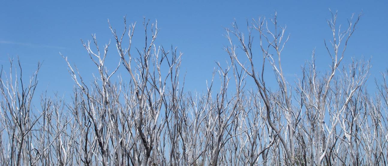 Burnt out trees in high country, Victoria